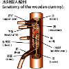 wooden dummy anatomy