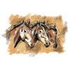 Handgezeichte Pferdeköpfe, Illustration, Pferde