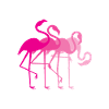 Flamingo Flamingos