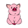 Piggy pig