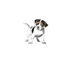 cute Jack Russell Terrier