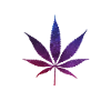 cannabis