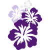 hibiskus violett