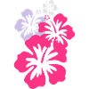 hibiskus_4