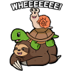 Turtle snail and sloth