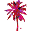 Pink palmtree