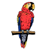 Papagei Ara Vogel exotisch Wildtiere Zootiere