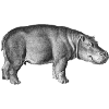 hippo