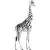 giraffe