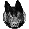 German shepherd