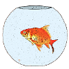 Poisson rouge