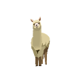 Lama alpaca alpaca uld natur dyr gave sød