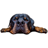 1a Rottweiler Foto groß