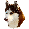 Nordic Husky Head Drawing