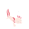 Axolotl anatomy