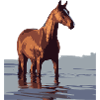 horse in the water