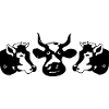 vaches