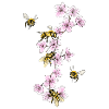 Bees on cherry blossoms