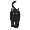 cat front black E