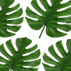 Some monstera