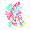 Anatomie des Herzens . - Geschenk