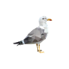 The Seagull Poly