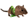Souris Rat Kiwi Rat Souris Poison Fun Fun