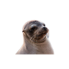 Robbe, Seelöwe