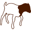 Boer Goat Goat