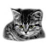 Cat - Yellow Eyes