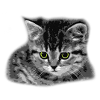 Cat - green eyes
