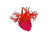 Medizin Herz