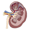 Kidney anatomy