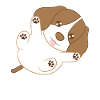 Beagle - Beagles - Pattes - Chiot