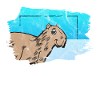 Cute capybara