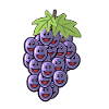 raisins raisins raisin vigne