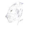 Panther