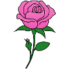 Rose pink
