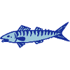 mackerel