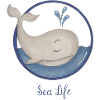 Whale with fountain