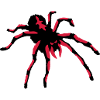 Tarantula Spider