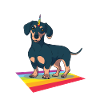 dachshund