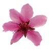 peach blossom