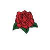 Roses pour sa chérie