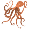 octopus