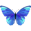Schmetterling