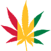 Cannabis Rasta
