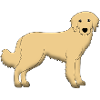 hovawart_blond E