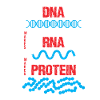 Molekylærbiolog DNA RNA Protein Cell Biology