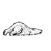 Eisbär